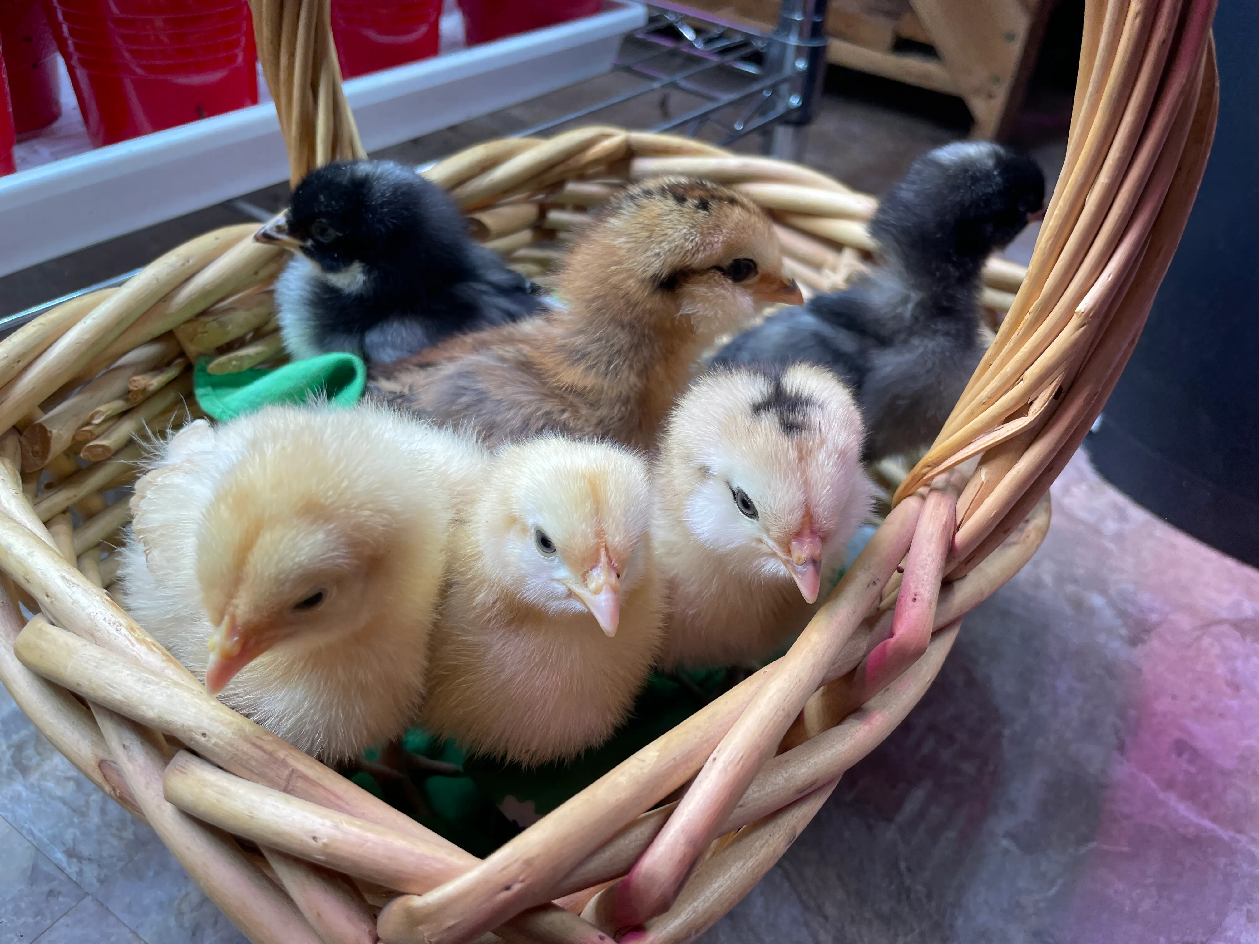 Baby chicks in a basket