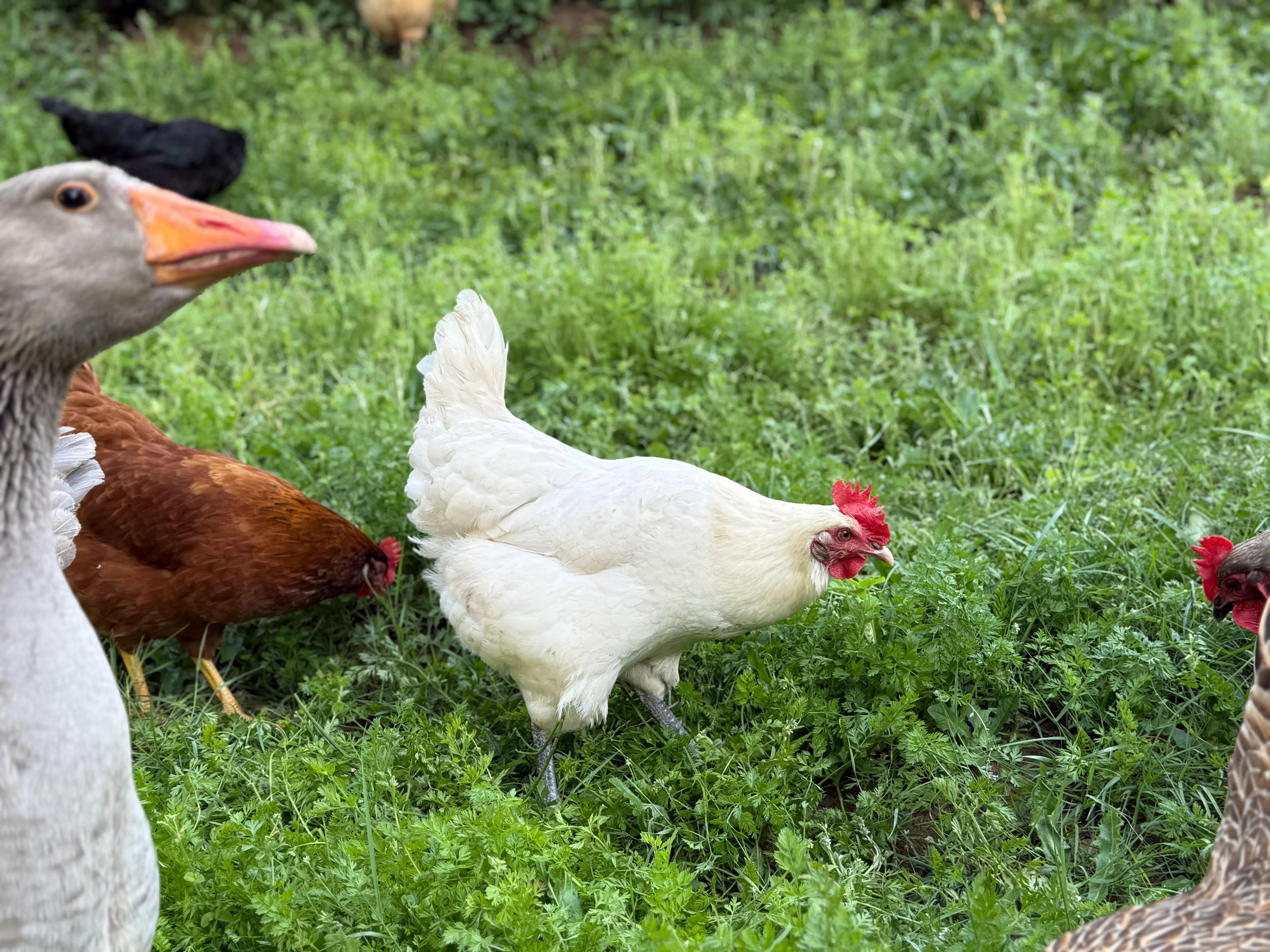 Chickens and a goose foraging on green pasture